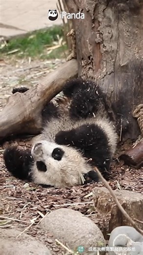 For a mischievous panda baby, brand-new clothes can only stay clean for 1 second. (Ya Song) #panda #cute #ChengduPandaBase #PandaFun #HiPanda #PandaMoment For more panda information, please check out: https://en.ipanda.com | iPanda