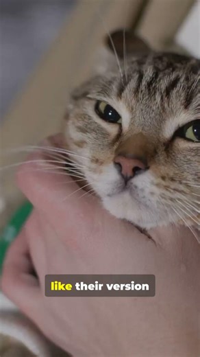 Your Cat Sleeps ON You ? Here’s the Real Reason