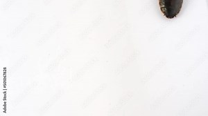 The female cockroach (blaptica dubia) moving in and out the frame. Close-up footage, top view, isolated on white background. ..