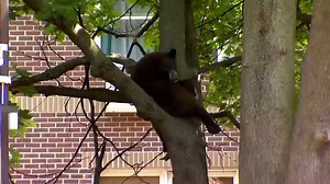 Officials Tranquilize Bear That Climbed Tree in Downtown Hartford