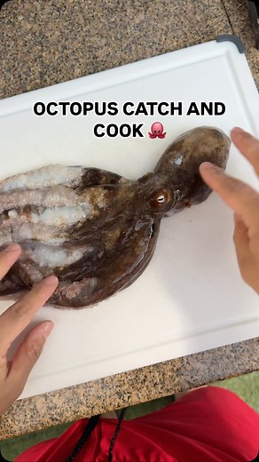 Yohsuke Kobayashi on Instagram: "Octopus catch and cook carpaccio style 🤙🏼 #spearfishing #catchandcook"