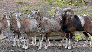 Group of Goats and a billy goat standing in a row in a wildlife park, looking at camera