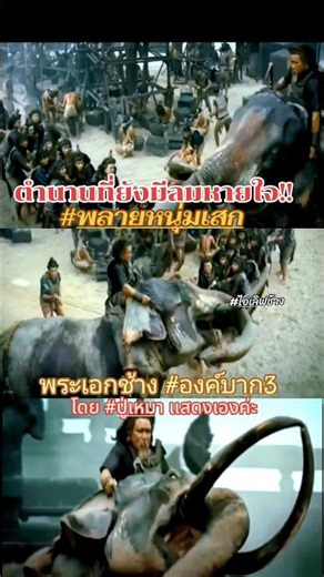 ตำนานที่ยังมีลมหายใจ! พระเอกช้างองค์บาก3 #พลายหนุ่มเสก #ปู่เหมา #ไอเลิฟช้าง #ช้าง #พระเอกช้างองค์บาก