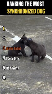 RANKING THE MOST SYNCHRONIZED DOG MOMENTS 🐶💞🐶 | Which duo did it best?