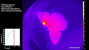 Butterfly wings turned out to be `` living wings '' with functions such as sensors and heat dissipation