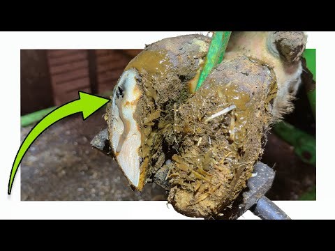 1 Cow ... 2 Serious Problems 🥹