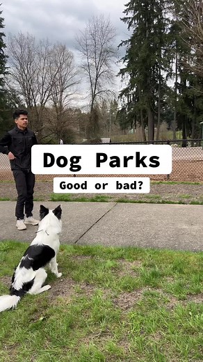 Are dog parks good are bad? 🧐 Dog trainers are prone to disagreeing about everything, but I think 99% of trainers will agree on this one, for once. Link in bio to train with me. Hamilton Dog TrainingLocated in Bellevue, WA#dogtrainingtips #dogparks #dogtrainingadvice #dogtraining101 #dogtrainer #dogtrainingvideo #dogtraininglife #dogtraining #dogparkdrama