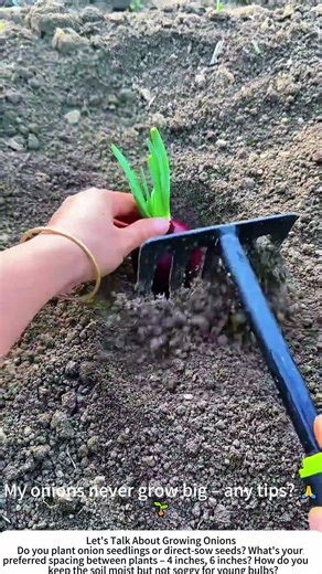 Planting Onion Seedlings – Setting the Stage for Bulbs 🧅