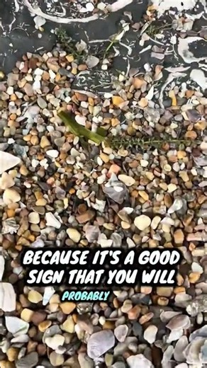 This is how to find shark teeth!!
