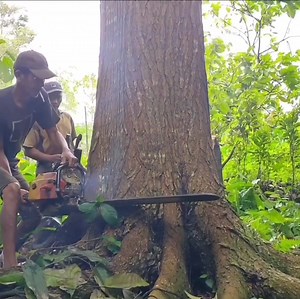 1.1M views · 6.6K reactions | The best skill cutting down tree in forest mountain | Making Video | Facebook