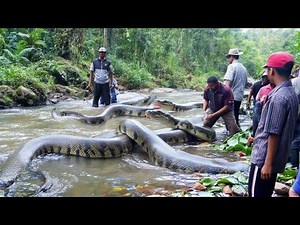 Scientists Encounter a Giant River Python in the Wild