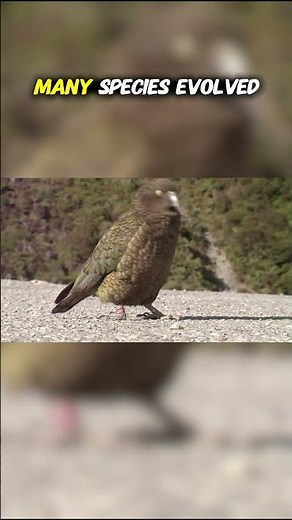 Top Ten Endemic Animals of New Zealand: Intro