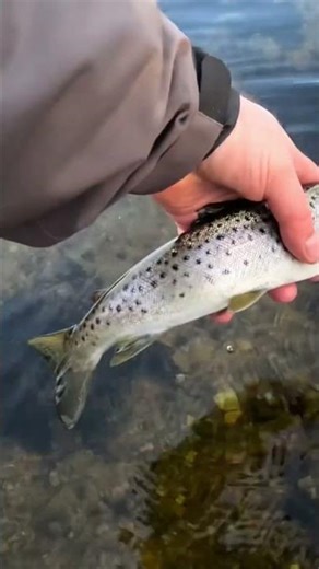 Sea Trout Adventures #fluefiske #flyfishing #skittfiske #troutfishing #fishingtrip #seatroutfishing