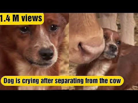 Dog crying after separating from cow that she raised