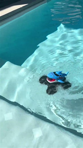 Remote Controlled Shark Truck