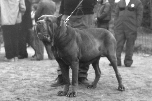 Neapolitan Mastiff History: From Italian War Dogs to Devoted Protectors