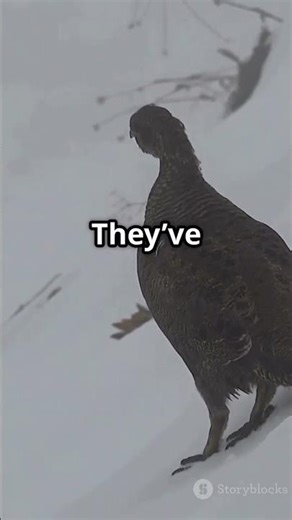 The Secret Life of Spruce Grouse #SpruceGrouse #Birdwatching #WildlifeDocumentary #NatureLovers