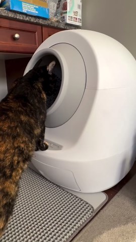 Check Out My New Litter Box!