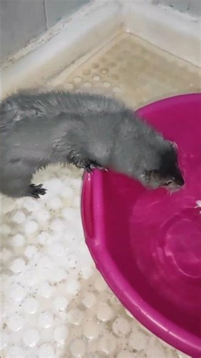 Pet mink is pattering around and playing in water!