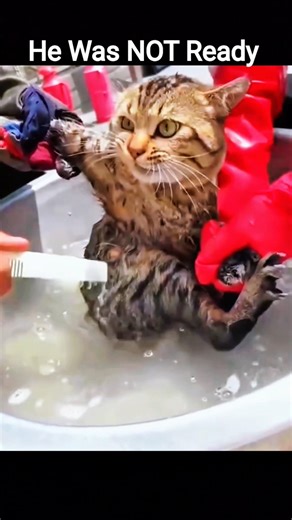 This Cat HATES Bath Time 😂💦 (Wait For It…)#shorts #catbath #notready #funnybathing #fasttime