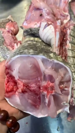This Meat Comes From a Predator | Would You Try It? #predator #crocodilemeat #cuttingskills #shorts