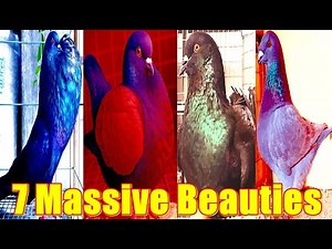The 7 Largest and Most Majestic Pigeon Breeds in the World! Massive Pigeon Breeds!