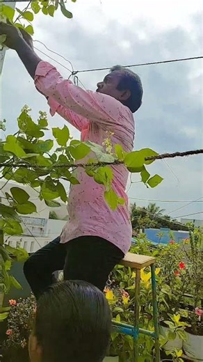 Harvesting broad beans, in our Terrace garden