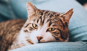 Thinking About Giving Up A Cat | Cats Protection