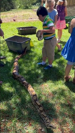 Giant Snake makes giant poop 💩 at Reptile Party #shorts #reptiles #reptilepartys #fun