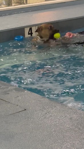 Watch Hansel in action while at Dog Gone Smart Canine Resort. #petanimalwelfaresocietyct #pawsct #Hansel #swimmingdog #doggonesmart #dogginesmartcanineresort | PAWS - Pet Animal Welfare Society of Norwalk, Connecticut