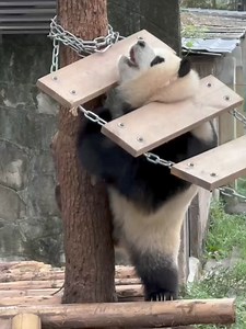 Yu Ai🐼 stuck her head🤯 on the toy🧸. It was very naughty. #panda #cute #Chongqing #naughty #zoo 📸重庆旅游攻略 | iChongqing