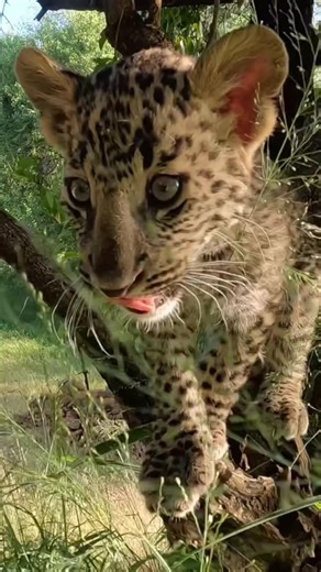 Leopard's First Jump: A Wildlife Spectacle