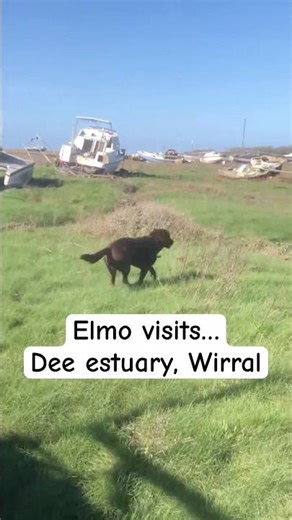 Dee estuary, Heswall & Yot Cafe #dog #dogshorts #doglife