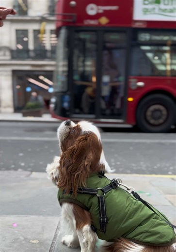 Discover Life in London: A Dog Lover's Guide