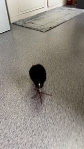 640K views · 16K reactions | Stomp stomp stomp #bladnation | Zashalovescats | Facebook