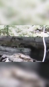The closest on video capture in history. That you can see.. | Colorado Bigfoot