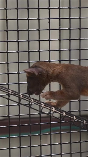 Meet the Zoo's newest additions! 🐾 We recently welcomed two rare Fossa babies. These two adventurous pups, born right here at the Zoo, are now out where you can watch them jump, climb, and discover their world. It's the perfect reason to plan a Zoo day and see these rare animals up close! Plan your visit! | Central Florida Zoo & Botanical Gardens