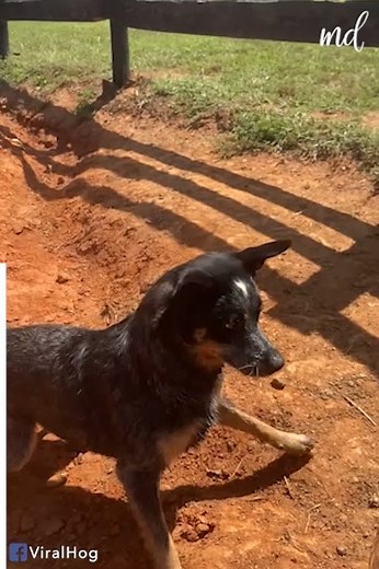 That's the fastest digging we've ever seen! 🐶😱 ViralHog | MetDaan Animals