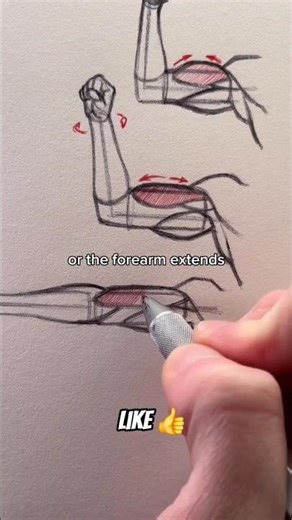 Mastering Arm Anatomy?💪