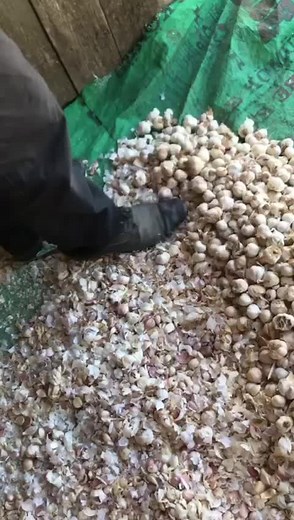 Garlic Processing: Sorting, Washing, and Peeling
