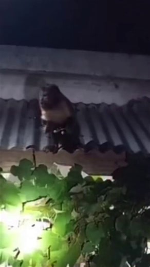 EL MONO SUELTO EN PROGRESO FUE FILMADO COMIENDO UVAS EN UNA CASAUn mono que apareció este jueves en Progreso, Canelones, fue filmado mientras comía uvas en el patio de una vivienda. El animal sigue suelto y no se sabe quién es su dueño. Vecinos y autoridades intentan ubicarlo.El animal fue visto primero sobre un parral y también comiendo huevos de un gallinero. El caso fue denunciado y la Policía y la Intendencia de Canelones trabajan para capturarlo y resolver la situación.Video: El Megafono