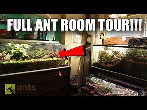 A Room Full of Ant Farms -- 2 Million Subs Special