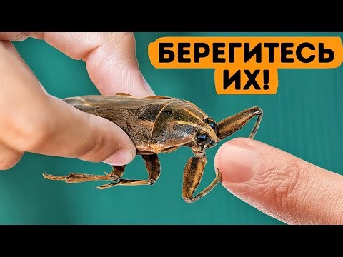 Если ты увидишь этого жука — уходи немедленно (и другие опасные предупреждения)