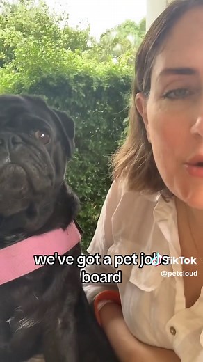 Meet Ernie! Isn’t he gorgeous?! You too can earn money from pet jobs like Ernie. Download PetCloud from your chosen App store today. #pets #jobs #money #australia #petcloud