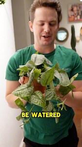 66K views · 1K reactions | Scindapsus are wonderful trailing houseplants that are incredibly easy to care for and tolerant to a wide range of lighting conditions. I like to water them when they’re 25% dry. #plants #houseplants | Tanner The Planter | Facebook