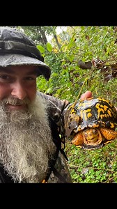 69 reactions · 7 comments | Two years in a row this eastern box turtle came within a few feet of my tree stand while bowhunting whitetails. Old native belief is a passed loved ones coming to visit. #bowhunting #bowhuntingwhitetails #easternboxturtle #woods #swampbuck #NatureLovers S&S homestead | Scott Meding | Facebook