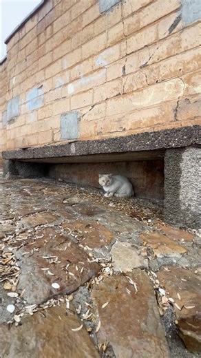 Homeless Cats Hiding from the Rain | Street Cats Struggling to Survive