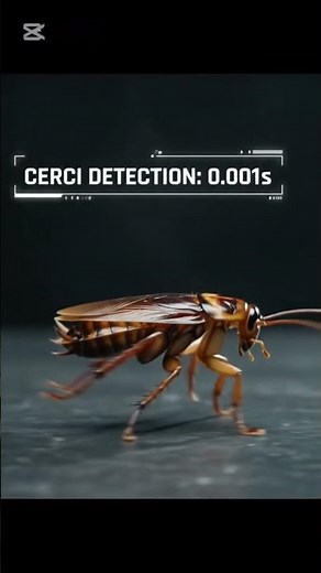 Spray vs Gel Bait: The Real Science Behind Cockroach Elimination | Zara Pest Control