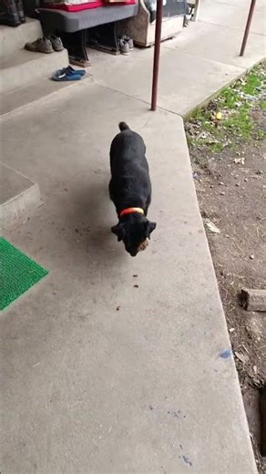 #dog #jagdterrier #fun #animals #huntingdog #training