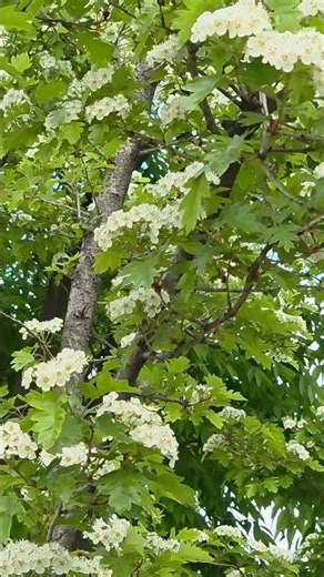 산사나무(2026.4.28.15:43)-산에서 자라는 사과나무 같다고 해서 이름 붙여진 이 나무 열매 (산사자)는 고기를 먹고 체했을 때 천연소화제였다.